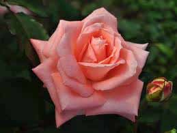 SONJA Μεγάλα τριαντάφυλλα σε ροζ αποχρώσεις. Απαλό, φρουτώδες άρωμα.