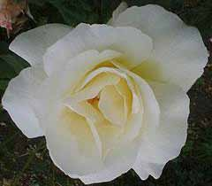 MOUNT SHASTA Υπέροχο λευκό-κρεμ τριαντάφυλλο με ωραίο άρωμα. Μεγάλα, διπλά άνθη με 17-25 πέταλα και διάμετρο 11εκ.