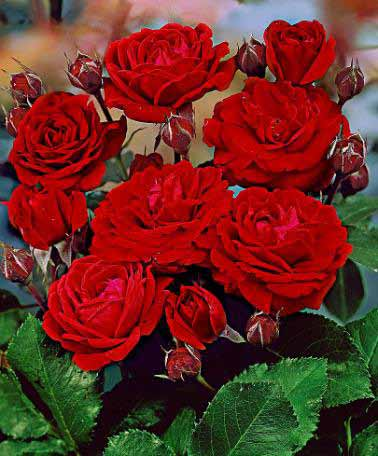 Κλασσική φλοριμπούντα με πολυάριθμα τριαντάφυλλα που ανθίζουν σε δέσμες.
