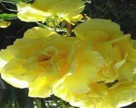 FRESIA Τριανταφυλλιά με δυνατή βλάστηση και άφθονη ανθοφορία σε βαθύ κίτρινο χρώμα.