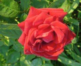 CRIMSON GLORY Τριαντάφυλλο σε σκούρο κόκκινο χρώμα με δυνατό