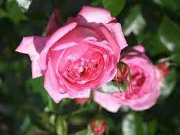 CLG. CRITERION Θάμνος με σκούρα ροζ τριαντάφυλλα και ικανοποιητικό άρωμα.