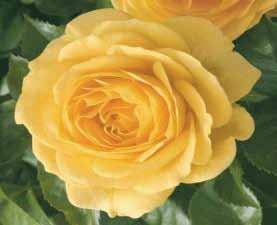 CLG. CASINO Μια από τις καλύτερες αναρριχώμενες κίτρινες ποικιλίες τριανταφυλλιάς.