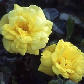 Καλοσχηματισμένα, μεγάλα τριαντάφυλλα σε ελαφρύ κίτρινο χρώμα με έντονο άρωμα.