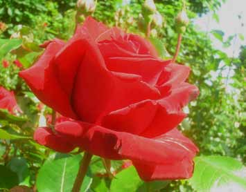 INGRID BERGMAN Μεγάλα και διπλά τριαντάφυλλα, με 30-40 πέταλα και μέση διάμετρος 12 εκ.