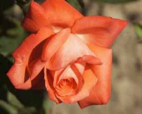 BEAUTIFUL Υπέροχη τριανταφυλλιά κόκκινου χρώματος με δυνατό άρωμα. Μεγάλα, διπλά (17-25 πέταλα) άνθη.