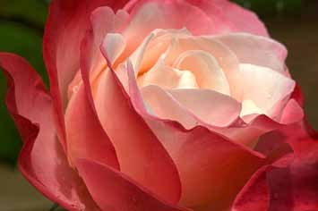Πολύ μεγάλα τριαντάφυλλα με περίπου 30 πέταλα και μέση διάμετρος 12 εκ. Ανθίζει σε αφθονία καθόλη τη περίοδο.
