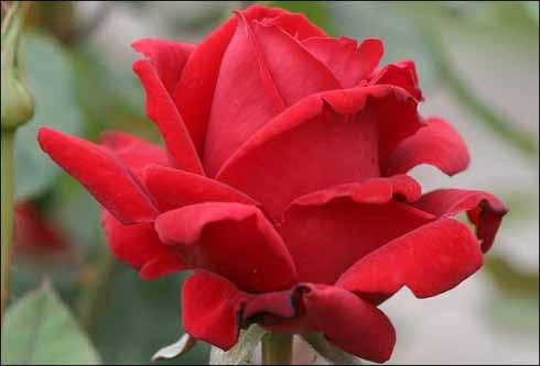 CHRYSLER IMPERIAL Υπέροχο βαθύ κόκκινο χρώμα με έντονο άρωμα. Μεγάλα άνθη (26-40 πέταλα) που ανθίζουν σε αφθονία.