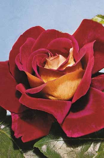 Πλούσια, παρατεταμένη ανθοφορία και μεγάλα, πανέμορφα τριαντάφυλλα. Φυτό ύψους 60-75εκ.