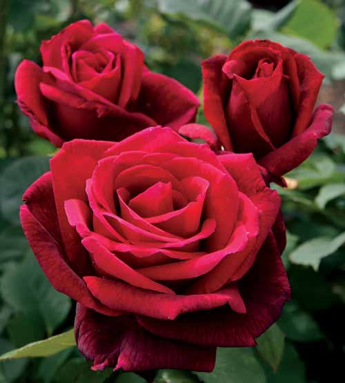 MR. LINCLOLN Ίσως η πιο διάσημη κόκκινη τριανταφυλλιά παγκοσμίως. Σκούρο βελουτέ χρώμα με πολύ δυνατό άρωμα.