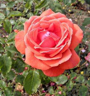 MONTEZUMA Αρωματικά τριαντάφυλλα μέτριου μεγέθους σε υπέροχο πορτοκαλί-ροζ χρωματισμό.