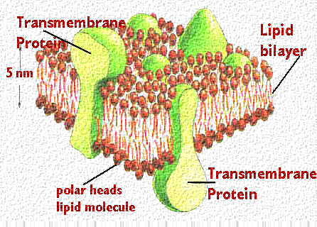 Oblike beljakovin v membrani integralne membranske beljakovine - protein dovolj dolg in