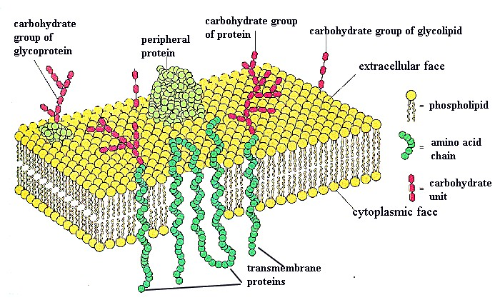 Transmembranske beljakovine integralne beljakovine prehajajo sloj
