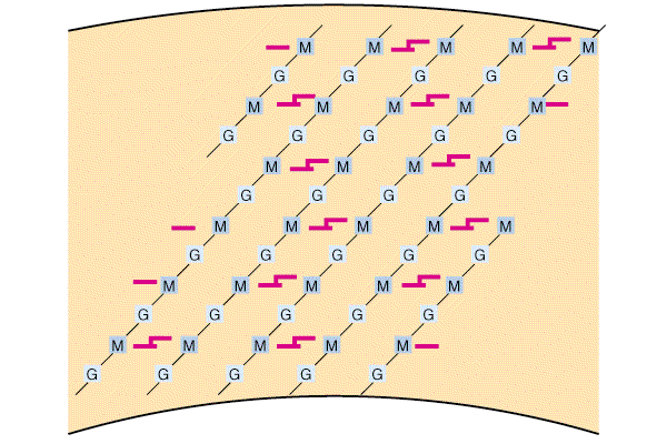 Peptidoglikanska mreža G N-acetilglukozamin, M N-acetilmuramična