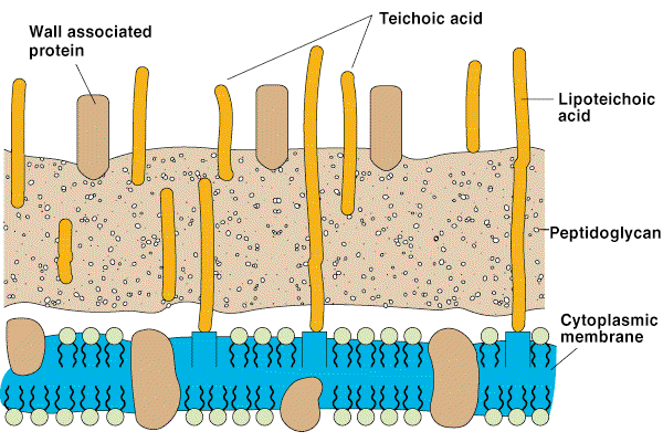 Gram pozitivne bakterije poleg peptidoglikana imajo tehoične