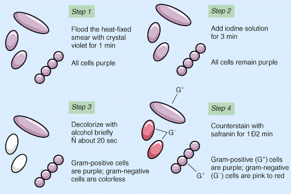 Barvanje po Gramu 1. Preparat obarvamo z enim iz skupine trifenilmetanovih barvil (kristalno vijolično) Barvilo deluje nekaj minut, nato speremo z vodo. Obarvajo se vse bakterije. 2.