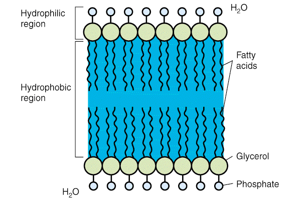 Elementarna membrana sestavljajo jo dve beljakovinsko lipidni plasti dve fosfolipidni molekuli: s polarno