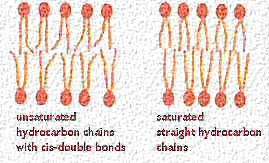 Nenasičene cis dvojne vezi omogočajo: lateralno tesnjenje in