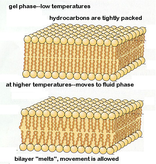 Vpliv temperature Pri nizkih temperaturah je stanje gelsko pri višjih temperaturah se dvojna plast raztopi in