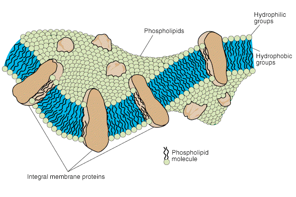 Citoplazmatska membrana Poleg fosfolipidov vključuje beljakovinske
