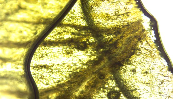 Nanomateriale şi nanotehnologii MICROSCOPUL PRIMO STAR (Anexă poziţia nr.