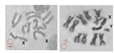 Bactrocera kandiensis Bactrocera dorsalis (Zacharopoulou et al., 2011) Εικόνα 62: Σύγκριση μεταφασικών χρωμοσωμάτων θηλυκού και αρσενικού ατόμου B.