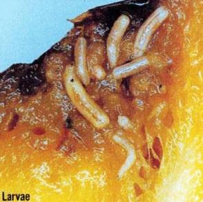 α) β) γ) Εικόνα 1: α) Είδος του γένους Bactrocera που αποθέτει τα αυγά του σε καρπούς, β)