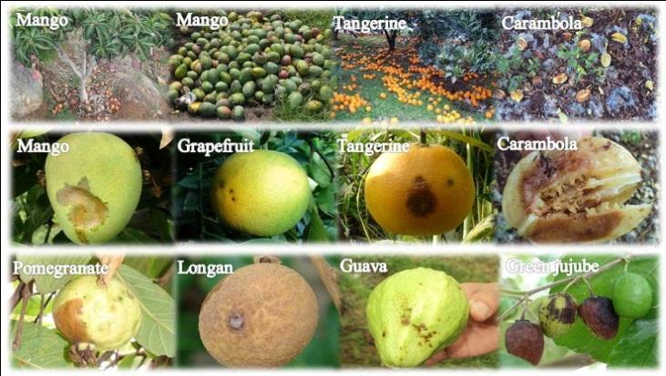 το Ceratitis capitata με πάνω από 300 διαφορετικούς ξενιστές (Liquido et al., 1991).