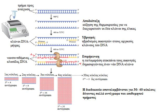 Εικόνα 37: Η διαδικασία της μεθόδου PCR (17) Η περιοχή που ενισχύεται κάθε φορά εξαρτάται από τους εκκινητές που χρησιμοποιούνται.
