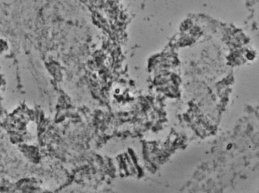 kandiensis.