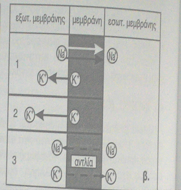 Αντλία ιόντων: κύτταρα, νεύρα Μεμβρανη διαπερατη για Κ +, λιγοτερο για Na +, τα K + διερχονται προς τα εξω => εξ.