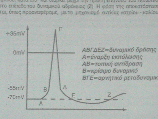 Δυναμικό