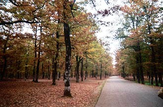 Βιότοπος NATURA και Βιότοπος CORINE τα λίγα αµιγώς σπερµοφυή στην Ευρώπη. Το οροπέδιο της Φολόης βρίσκεται στις νοτιοδυτικές κάτω απολήξεις του όρους Ερυµάνθου επί των οροπεδίων Φολόης και Πηνείας.