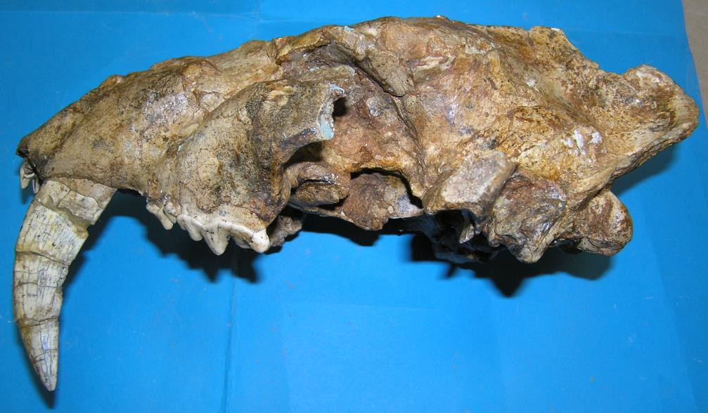 Απολιθώματα FELIDAE της Ελλάδας Pseudaelurus romieviensis, Μέσο Μειόκαινο (Αντώνιος Χαλκιδικής) Pristifelis attica, Ανώτερο Μειόκαινο, Τουρώλιο (Πικερμική Πανίδα) Amphimachairodus giganteus, Ανώτερο