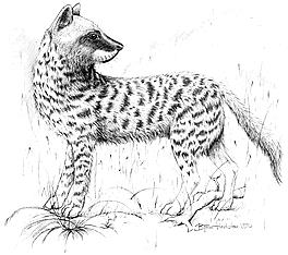 Ictitherium viverrinum.