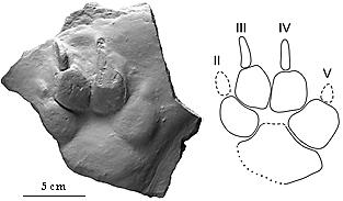 Ιχνοαπολίθωμα βάδισης (πατημασιά) Hyaenidae
