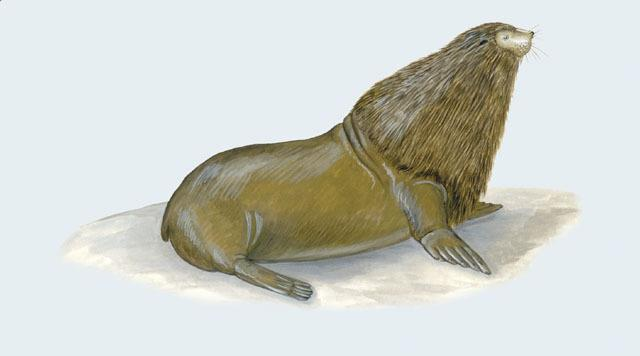 Callorhinus