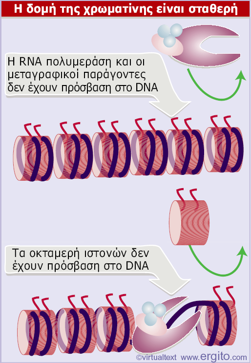 TFIID Εικόνα 23.2 Εάν σε έναν υποκινητή σχηματιστούν νουκλεοσώματα, οι μεταγραφικοί παράγοντες και η RNA πολυμεράση δεν μπορούν να προσδεθούν σ αυτόν.