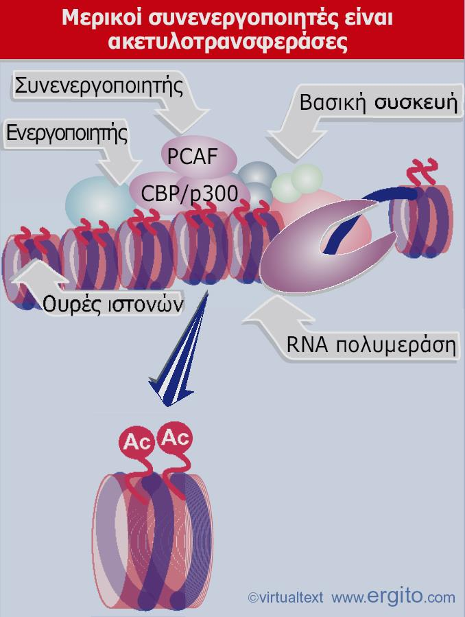 Genes VIII - Ακαδημαϊκές Εκδόσεις 2004 Εικόνα 23.