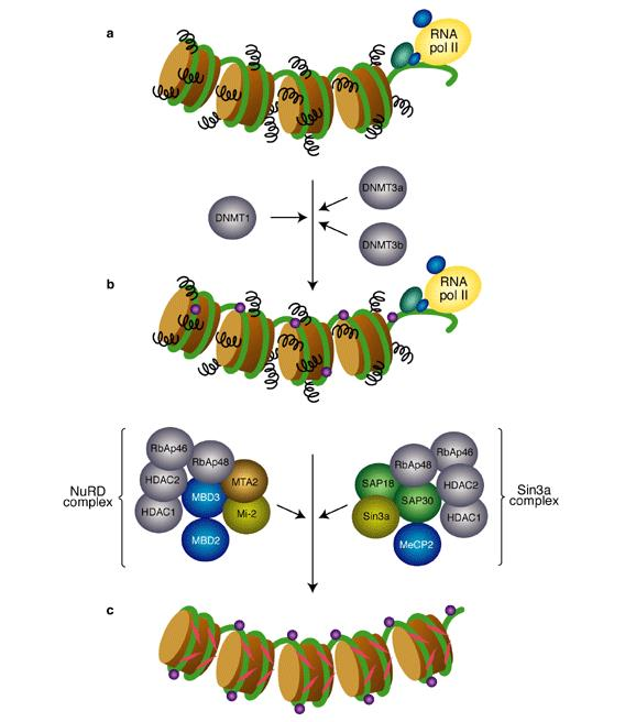 Γονιδιακή καταστολή από μεθυλίωση του DNA Fig. 7.