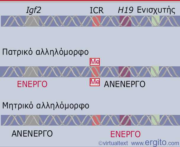 Γονίδια με εντύπωμα μπορεί να ελέγχονται από τι ίδιο κέντρο Imprinting control region Αυξητικός παράγοντας Ογκοκατασταλτικό γονίδιο Εικόνα 23.