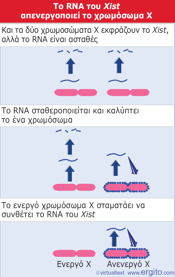Εικόνα 23.29 Ο μηχανισμός απενεργοποίησης του Χ βασίζεται στη σταθεροποίηση του RNA του Xist, το οποίο καλύπτει το ανενεργό χρωμόσωμα.