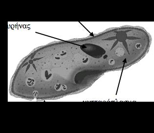 2...... 2) Το πιο κάτω σχεδιάγραμμα απεικονίζει το παραμήκιο, έναν μονοκύτταρο οργανισμό που ζει σε γλυκά νερά.