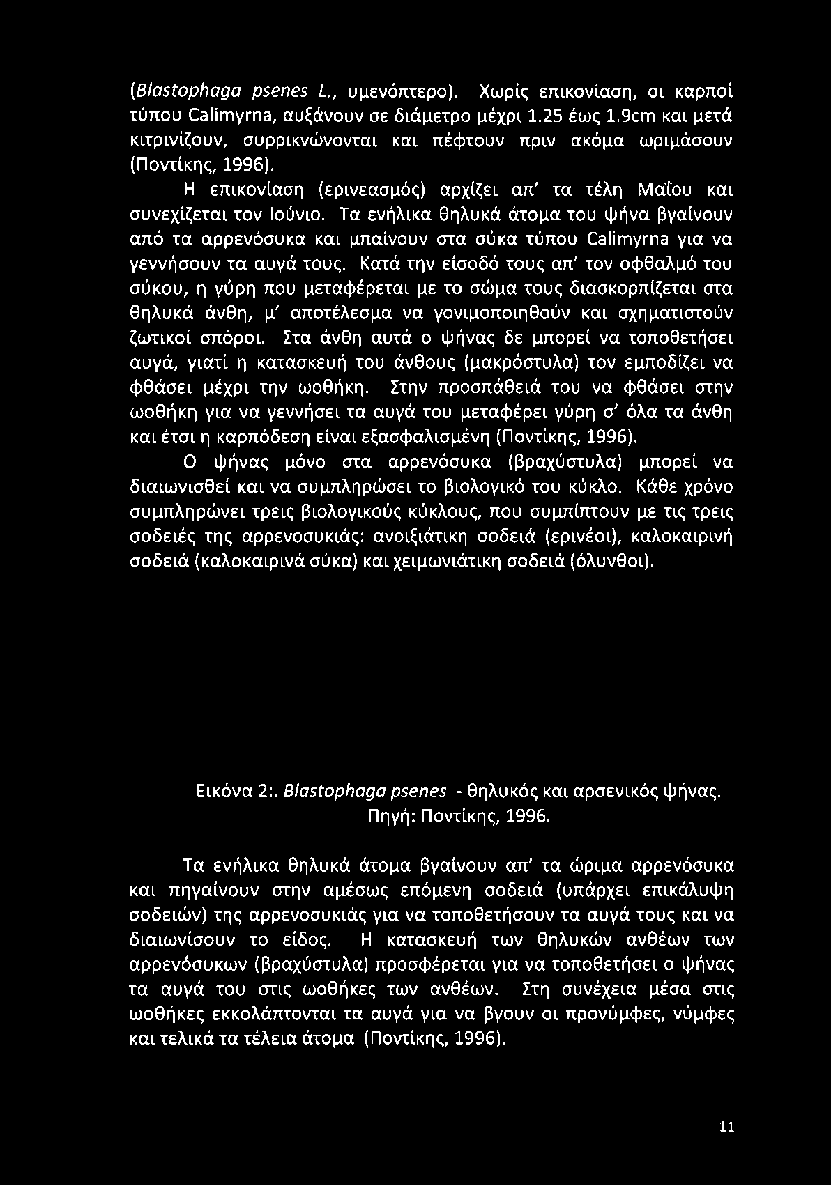 Τα ενήλικα θηλυκά άτομα του φήνα βγαίνουν από τα αρρενόσυκα και μπαίνουν στα σύκα τύπου ΟθΙίιτιγίΎΐθ για να γεννήσουν τα αυγά τους.