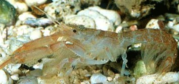 Εικόνα 2: Το δεκάποδο Upogebia pusilla