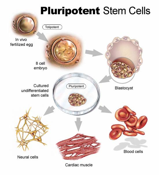 Εικόνα 2: Ολοδύναμα Βλαστικά κύτταρα (Source:http://www.stemcellresearchfoundation.