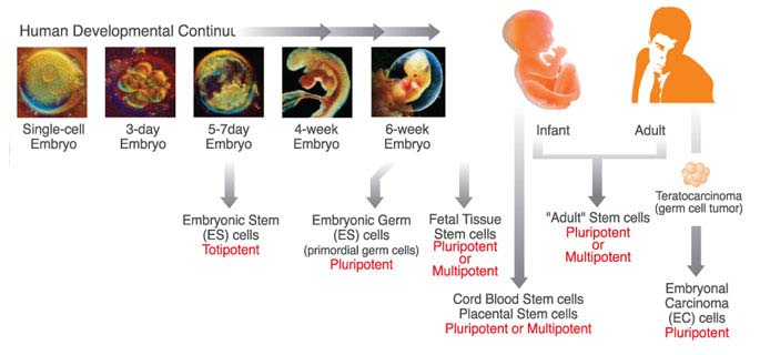 Εικόνα 5: Τύποι βλαστικών κυττάρων ανάλογα με την προέλευσή τους (Biotron) Α) ΕΜΒΡΥΟΝΙΚΑ ΒΛΑΣΤΙΚΑ ΚΥΤΤΑΡΑ Τα εμβρυονικά βλαστικά κύτταρα χαρακτηρίζονται ως ολοδύναμα και έχουν την δυνατότητα να