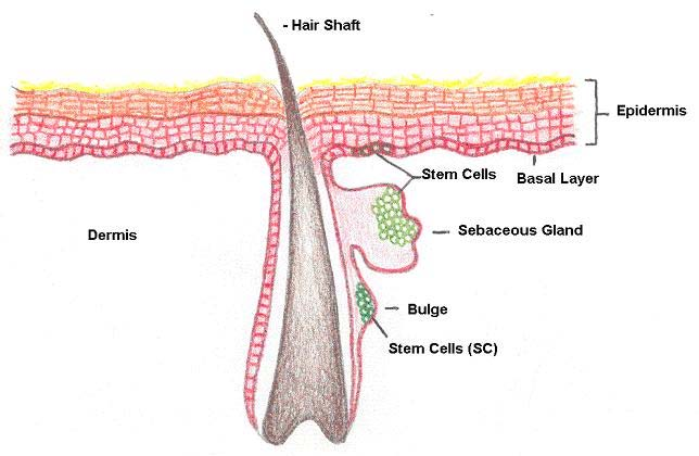 Εικόνα 11: Τα βλαστικά κύτταρα του δέρματος. (Kelvinlew 2008).