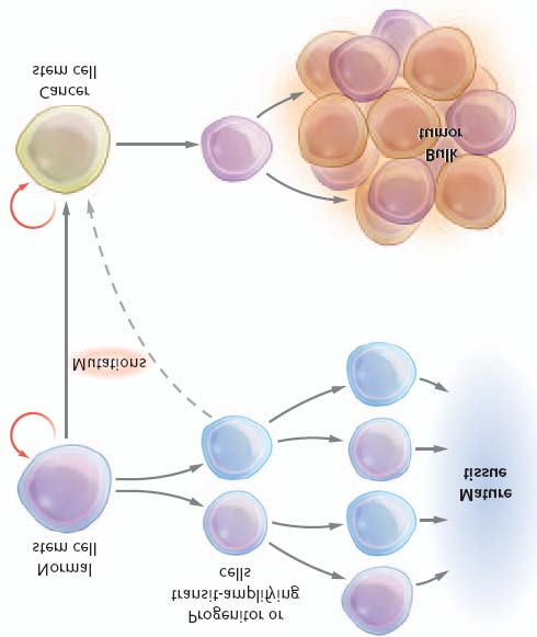 βλαστικά κύτταρα αποτελούν μία μικρή κυτταρική ομάδα η οποία έχει την ικανότητα να δημιουργεί τον όγκο, να συντηρεί την αύξησή του και να δίνει μεταστάσεις.