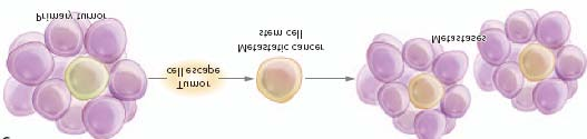 διαφοροποίησης δημιουργώντας μια δεξαμενή αυτο-ανανεούμενων κυττάρων με ιδιότητες βλαστικών κυττάρων τα οποία εν συνεχεία συσσωρεύουν και άλλες μεταλλαγές και τελικά οδηγούν στο σχηματισμό καρκινικών